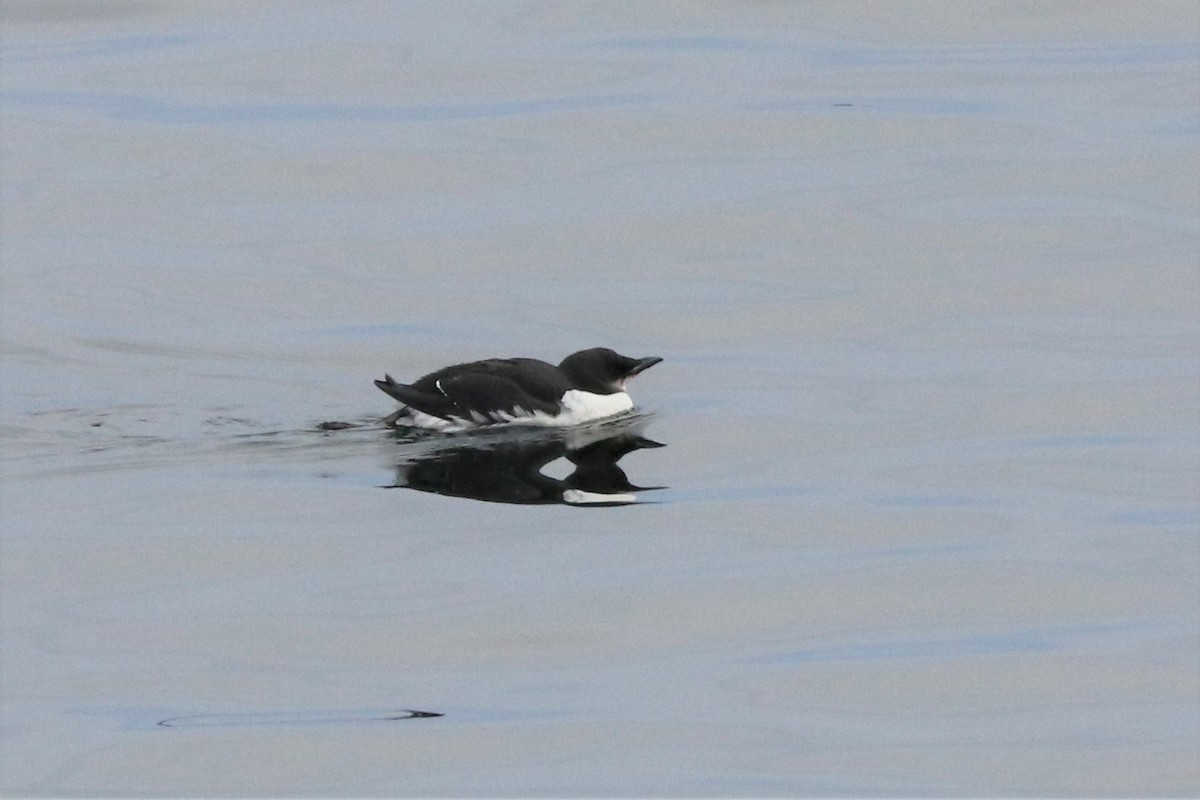 Thick-billed Murre - ML310089851