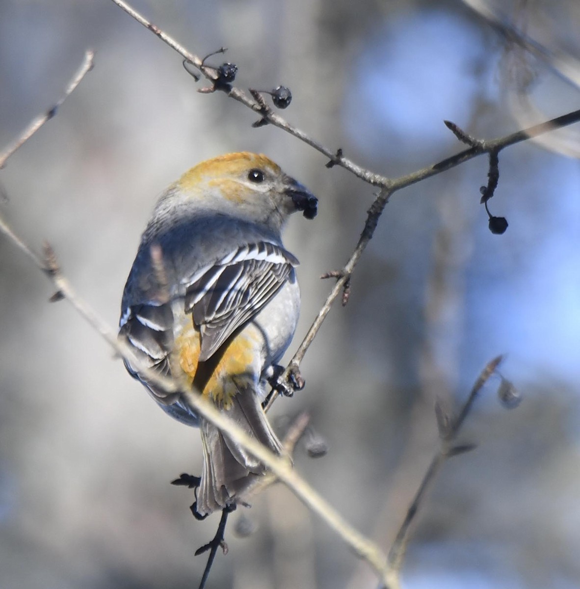 Pine Grosbeak - Rayfield  Pye