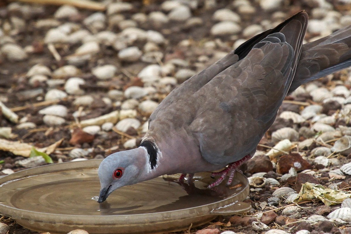 Mourning Collared-Dove - ML310091971