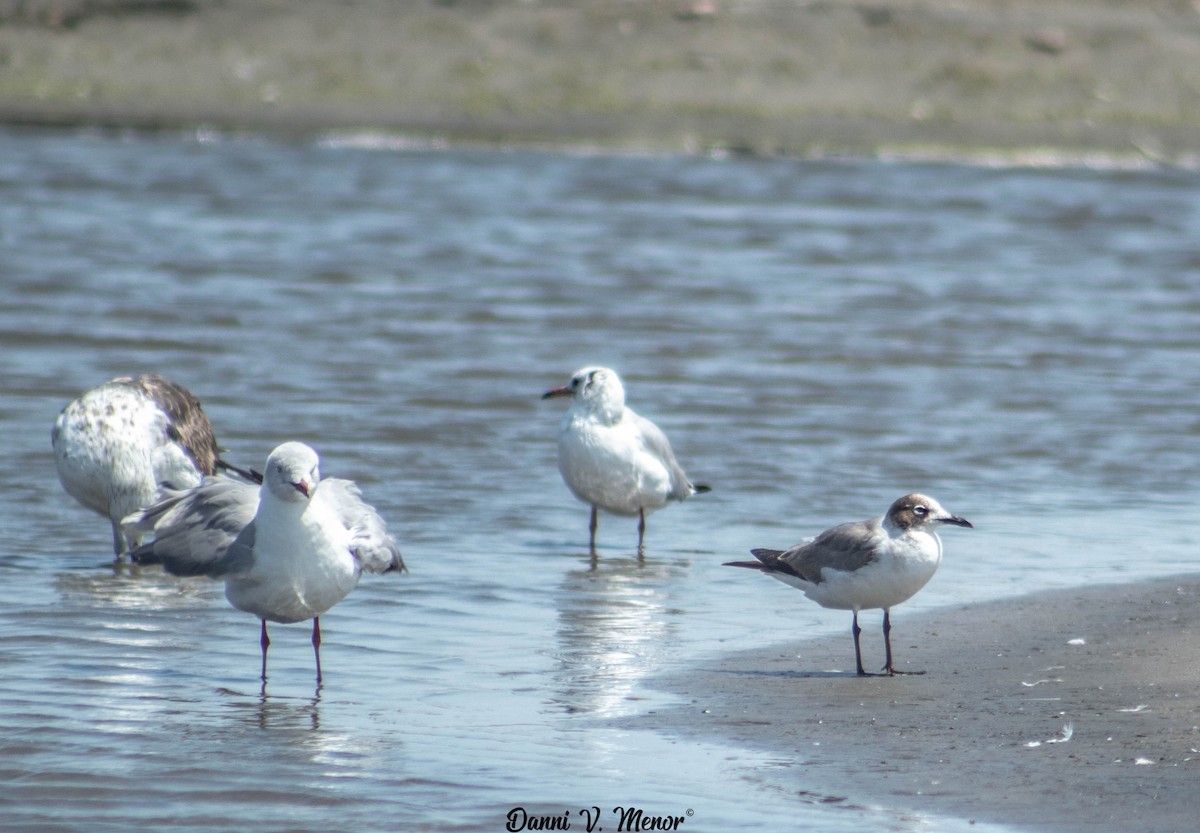 Laughing Gull - ML310092391