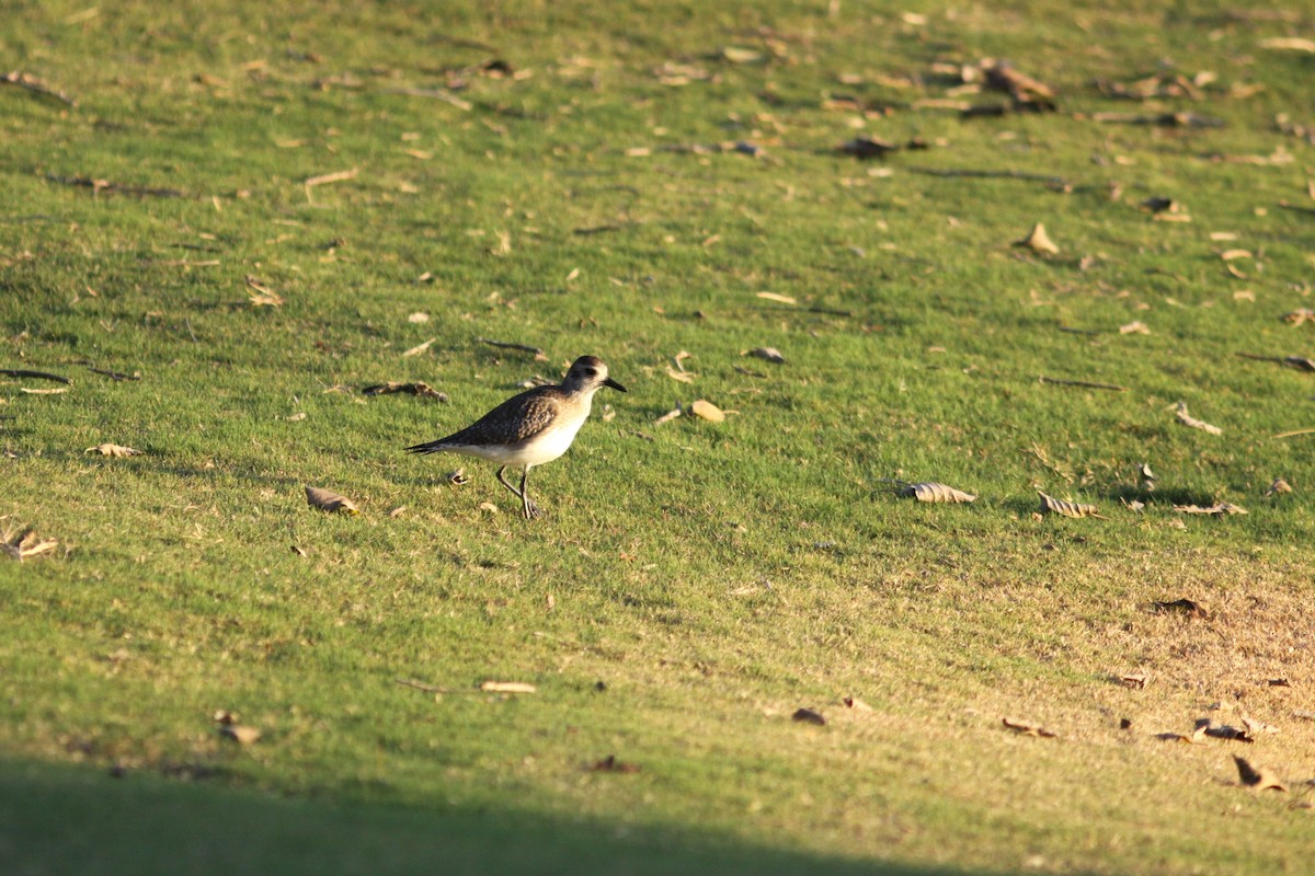 American Golden-Plover - ML310092821