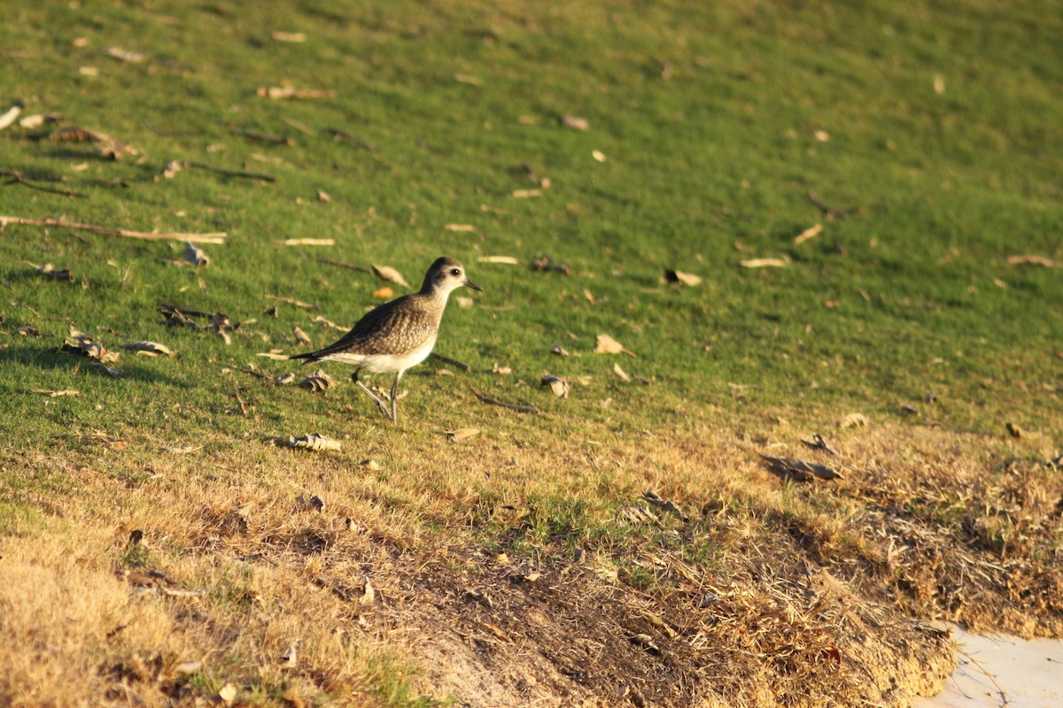 American Golden-Plover - ML310093111