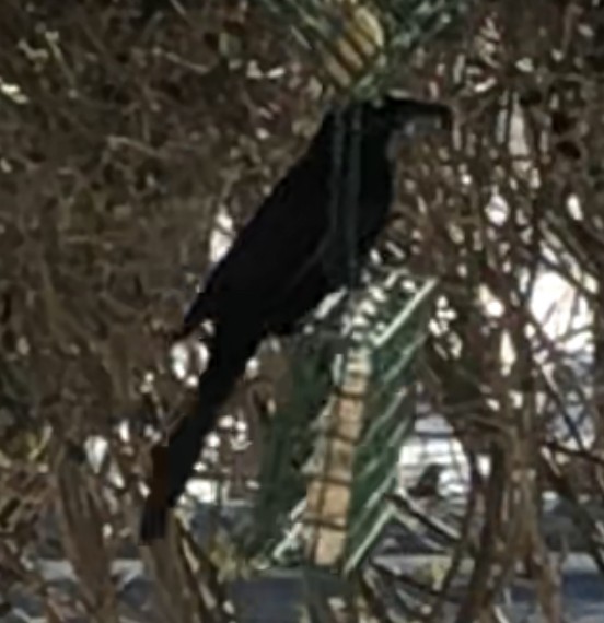Boat-tailed Grackle - ML310093871