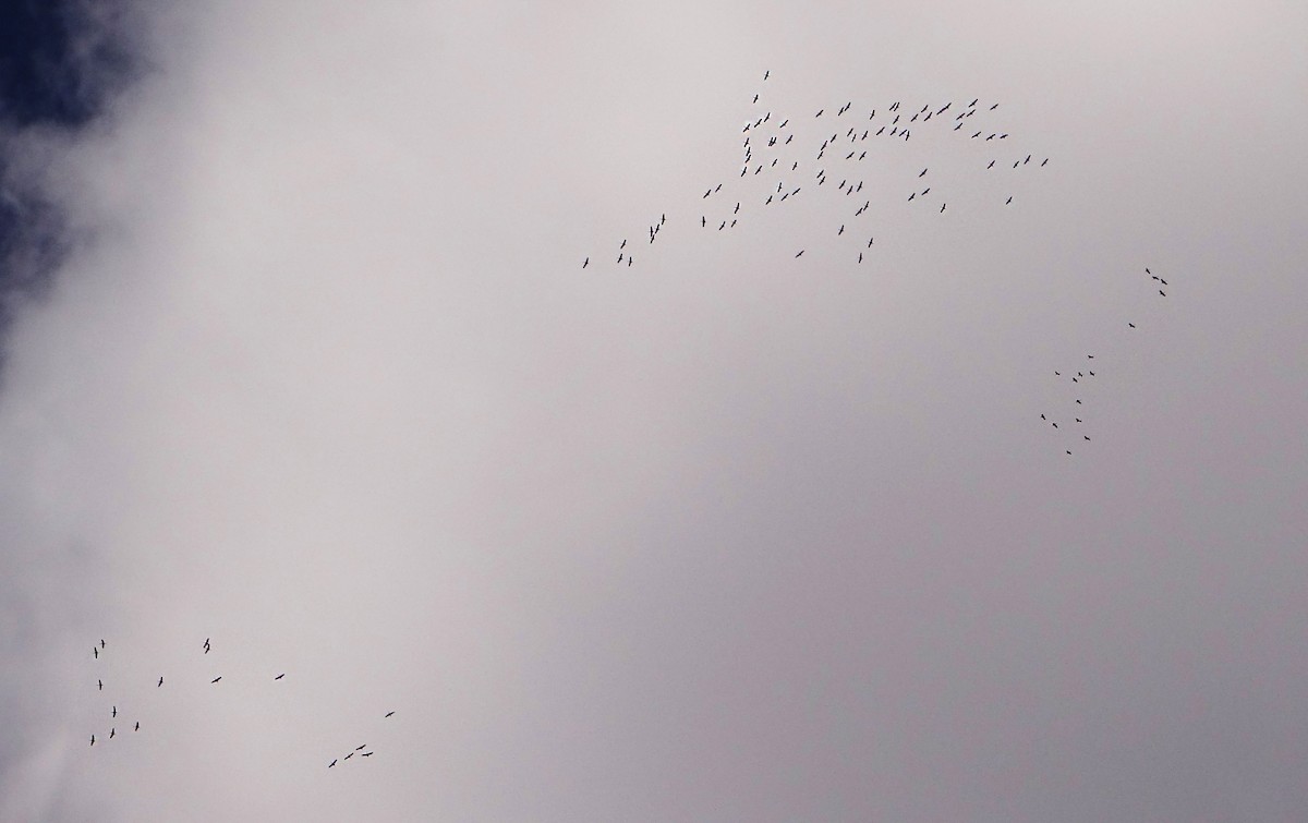 Sandhill Crane - ML310095091