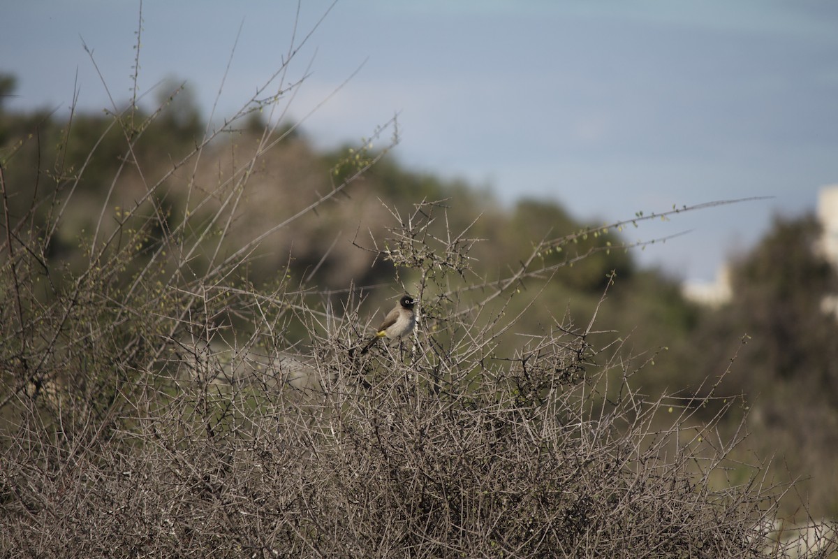 White-spectacled Bulbul - ML310095671