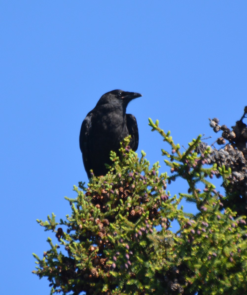 Common Raven - ML31009581