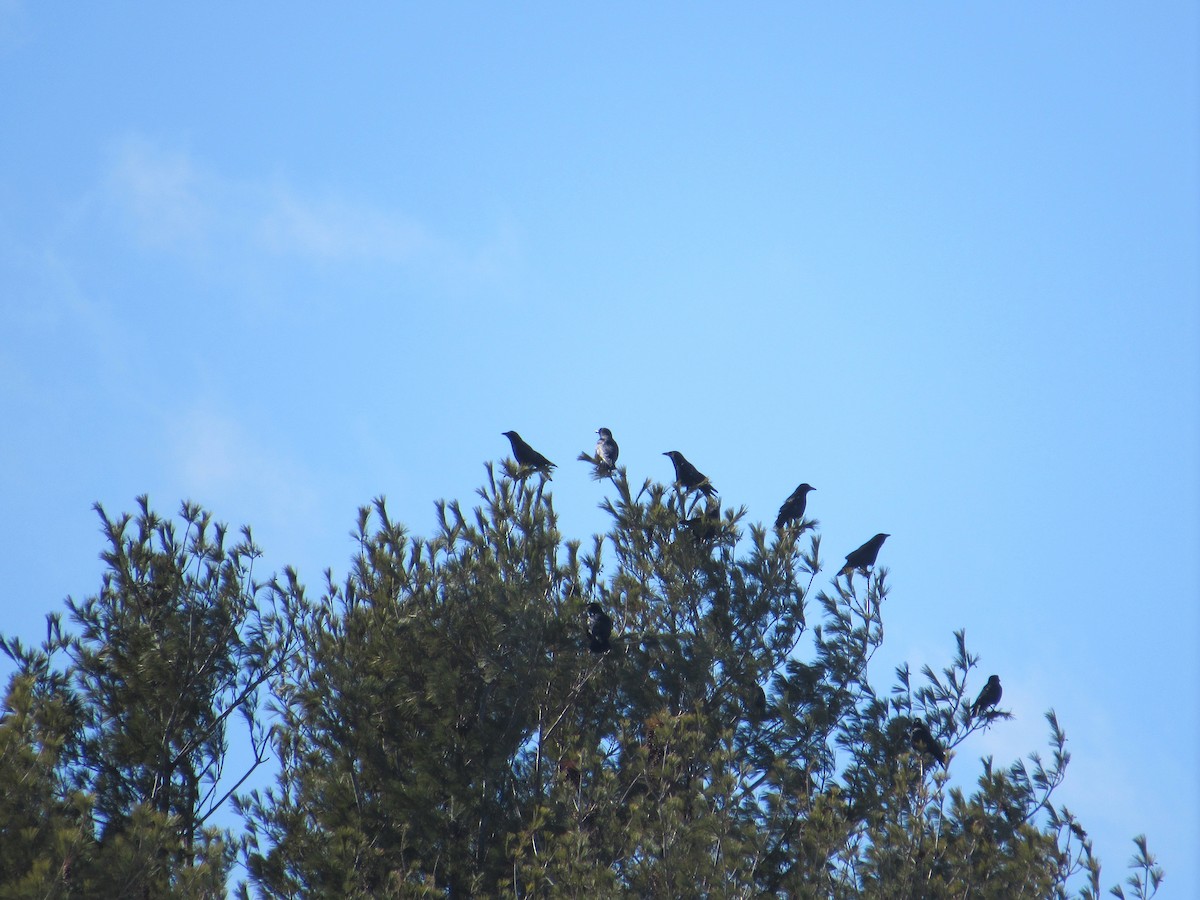 American Crow - ML310096531