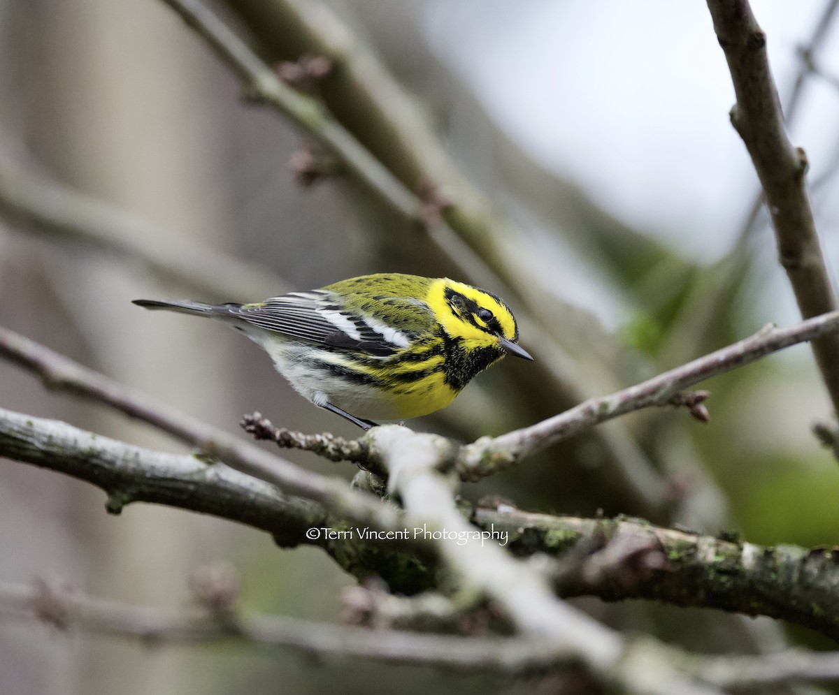 Townsend's Warbler - ML310097521