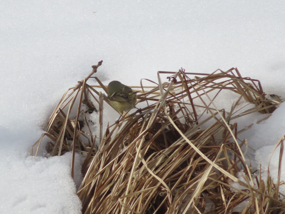 Ruby-crowned Kinglet - ML310099281