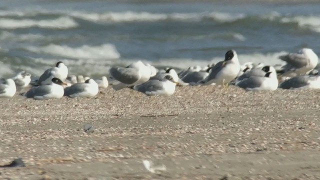 Pallas's Gull - ML310099971