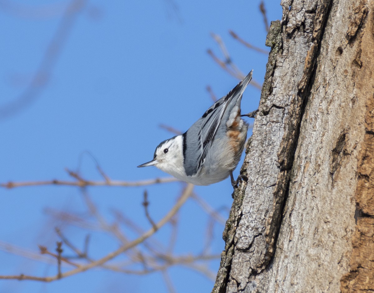 White-breasted Nuthatch - Liz Pettit