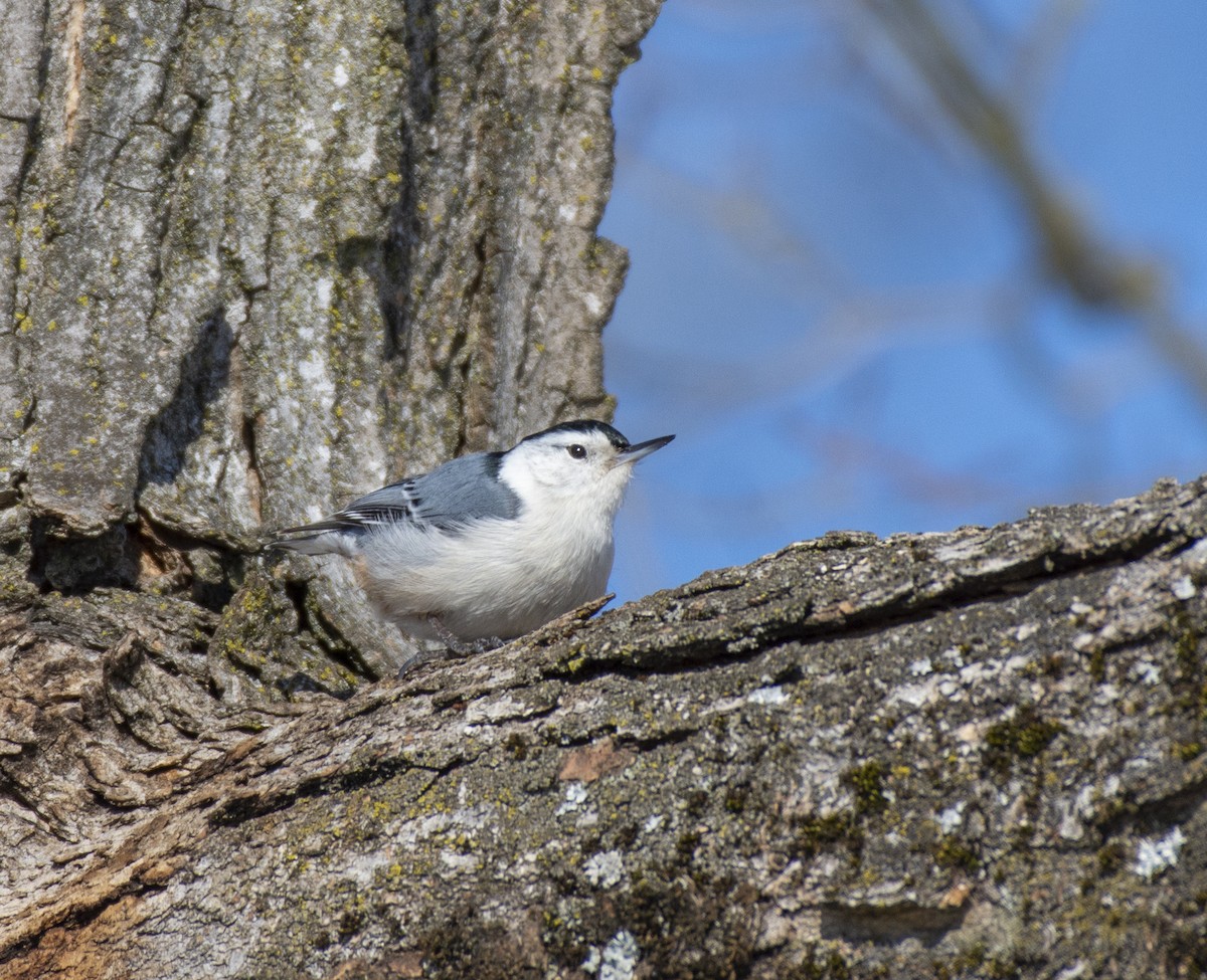 White-breasted Nuthatch - Liz Pettit