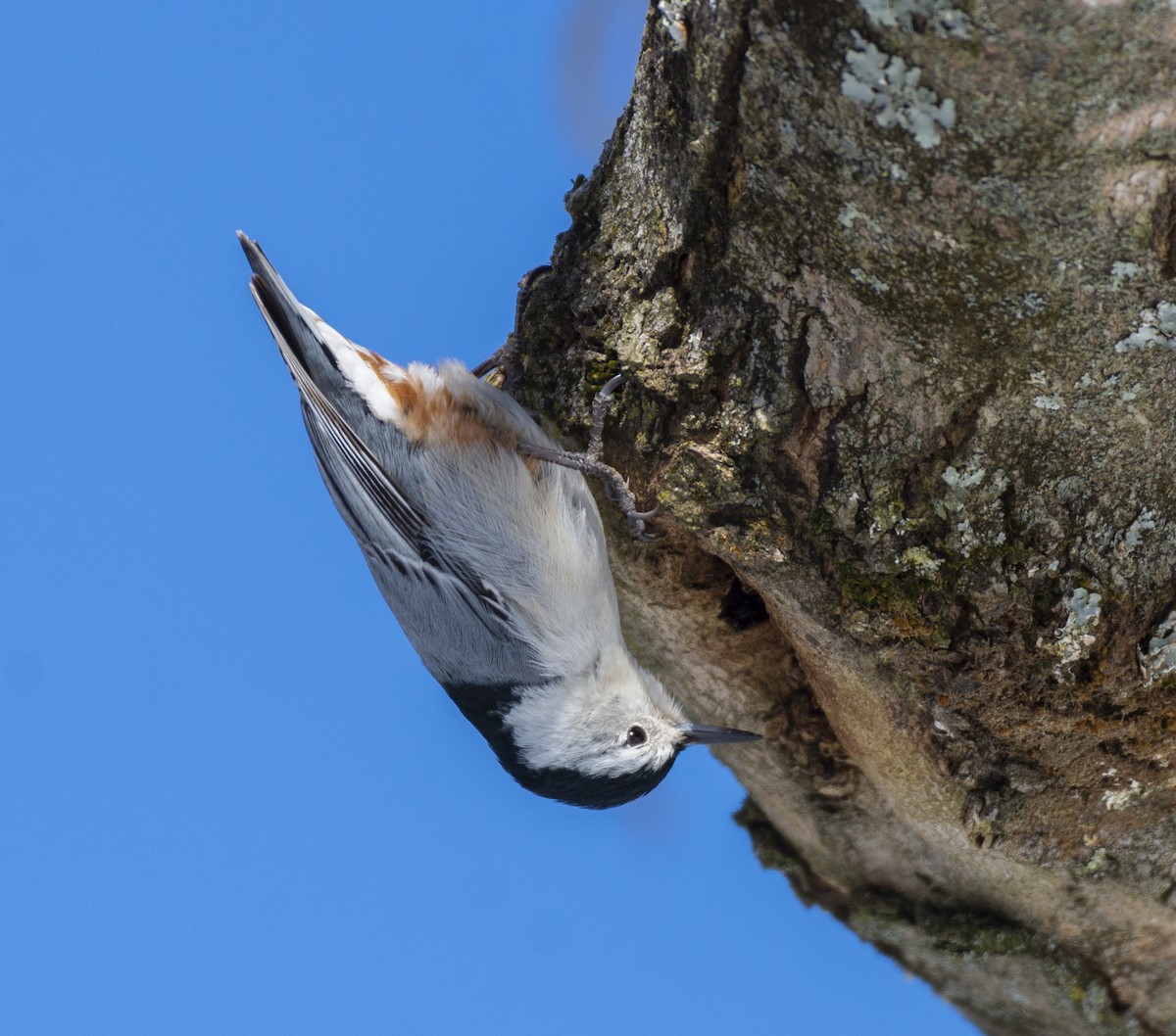 White-breasted Nuthatch - Liz Pettit