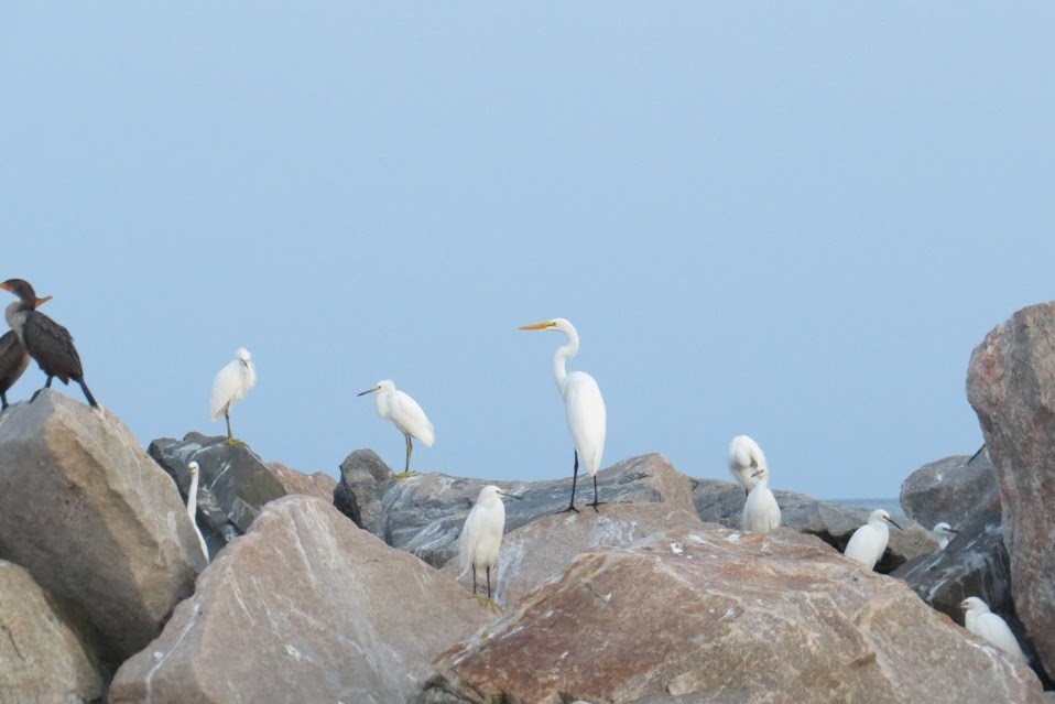 Snowy Egret - ML310100311