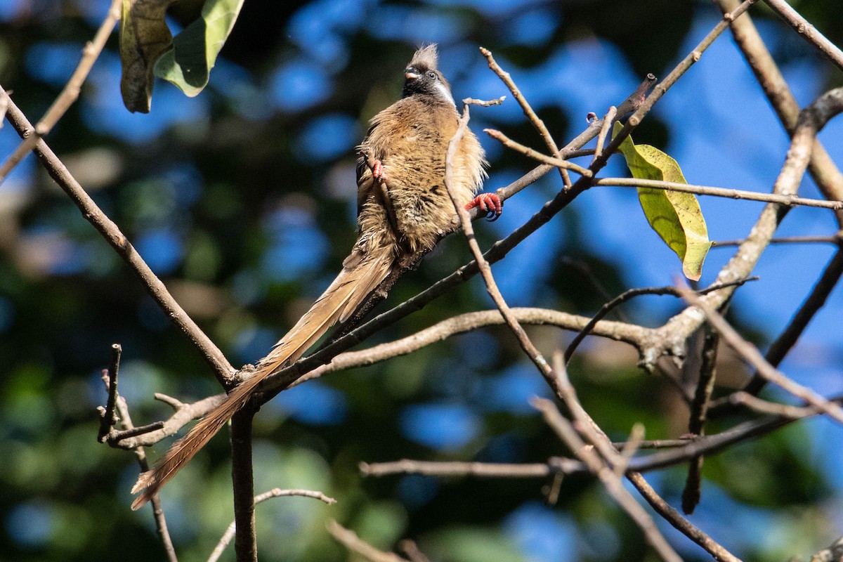 Speckled Mousebird - Peter  Steward