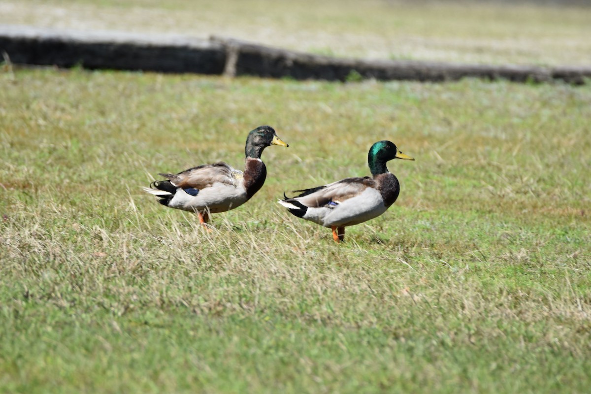 Mallard (Domestic type) - ML310100671