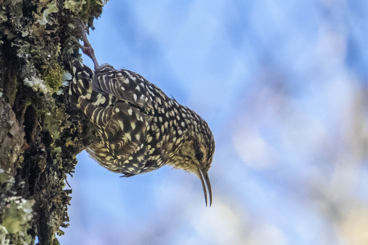 African Spotted Creeper - Peter  Steward