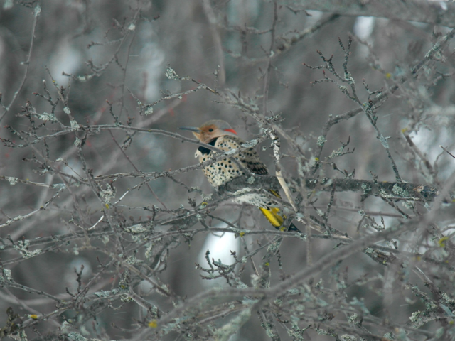 Northern Flicker (Yellow-shafted) - ML310102741