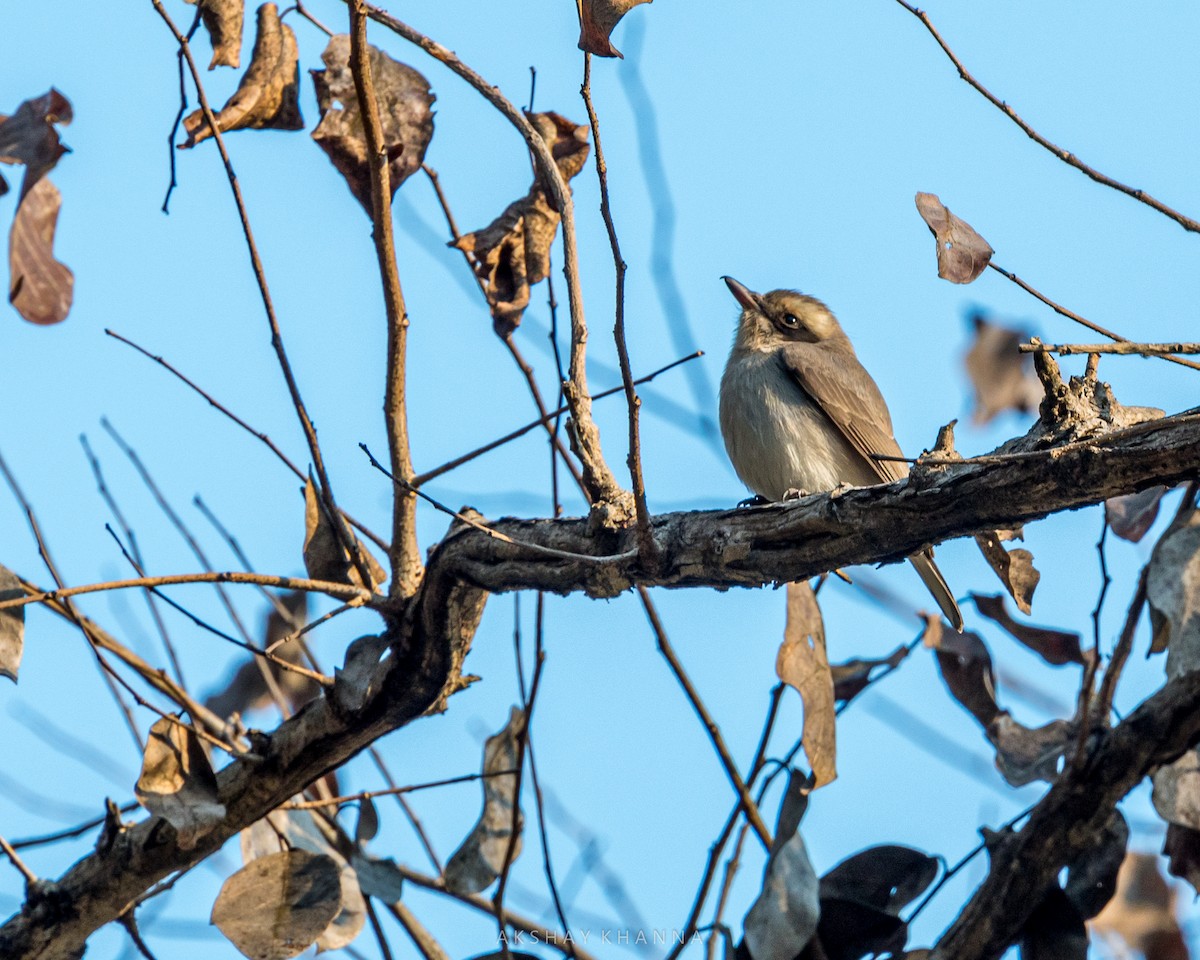 Common Woodshrike - ML310103221