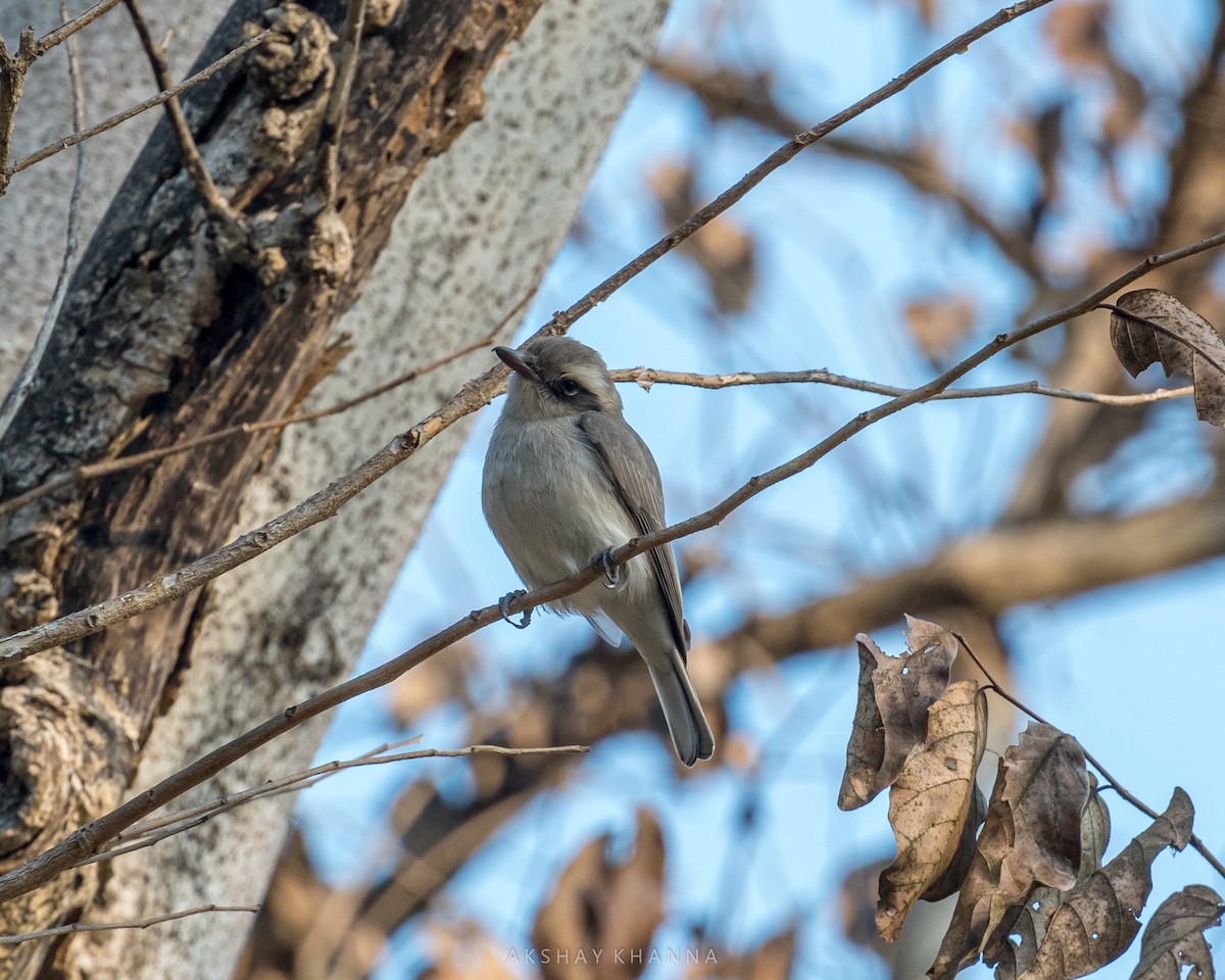 Common Woodshrike - ML310103231