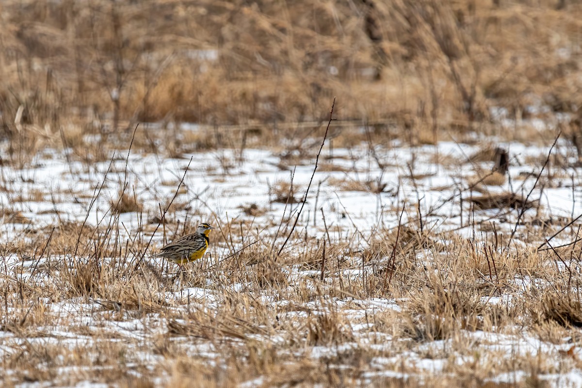 Eastern Meadowlark - Brian Conn