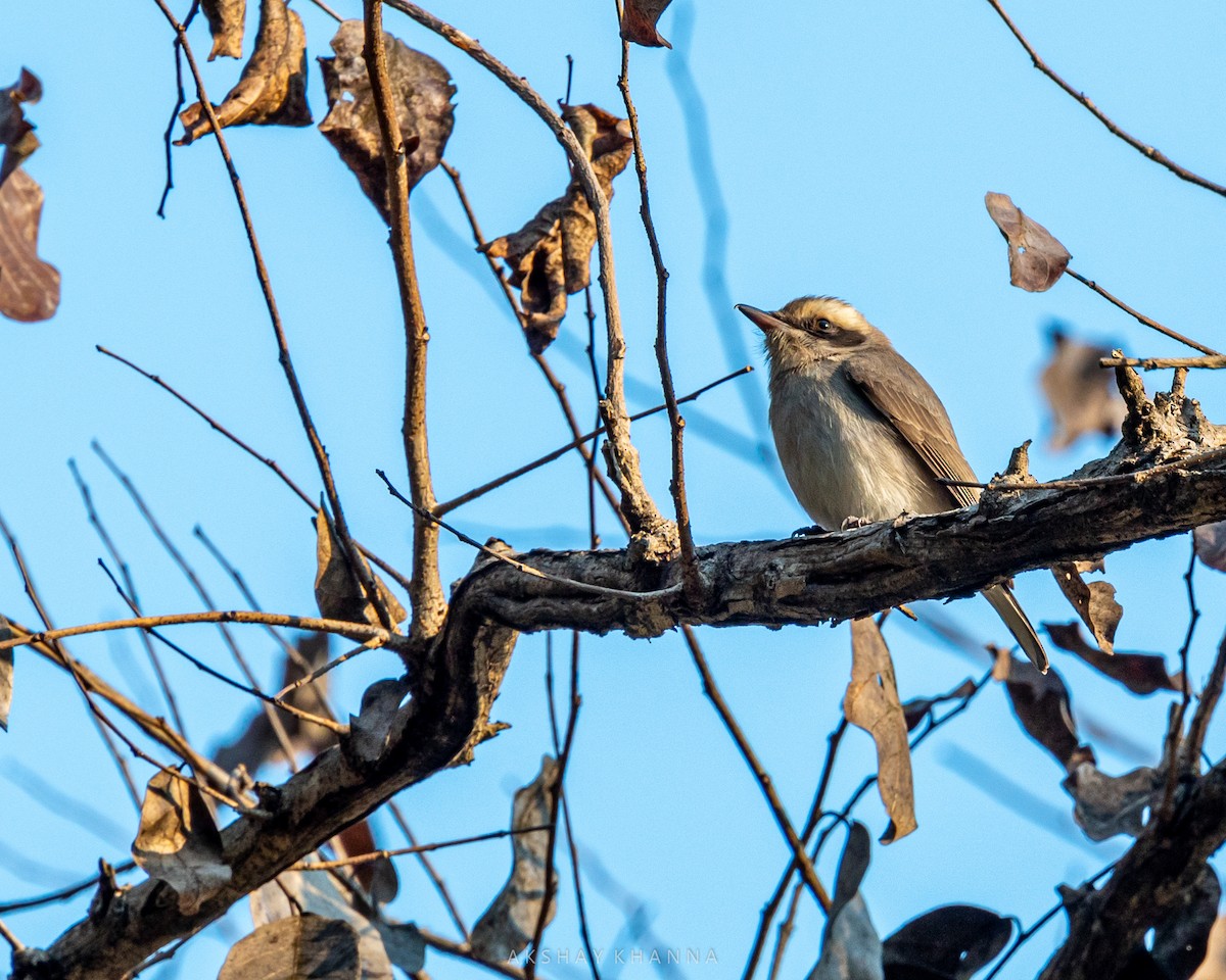 Common Woodshrike - ML310103271