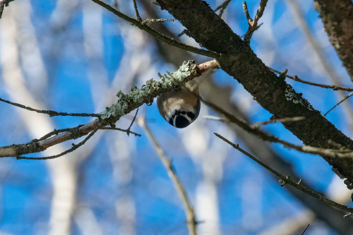 Red-breasted Nuthatch - ML310103311