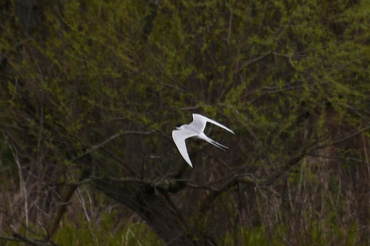 Forster's Tern - ML310103501