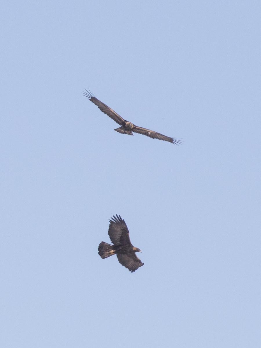 Golden Eagle - Bob Martinka