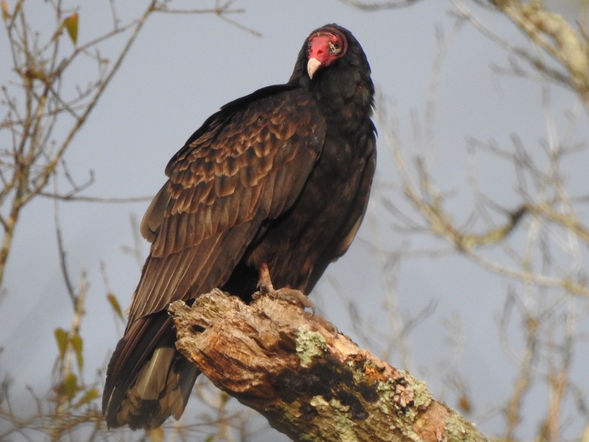 Urubu à tête rouge - ML310104831