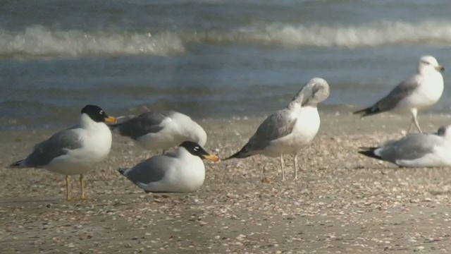 Pallas's Gull - ML310105961