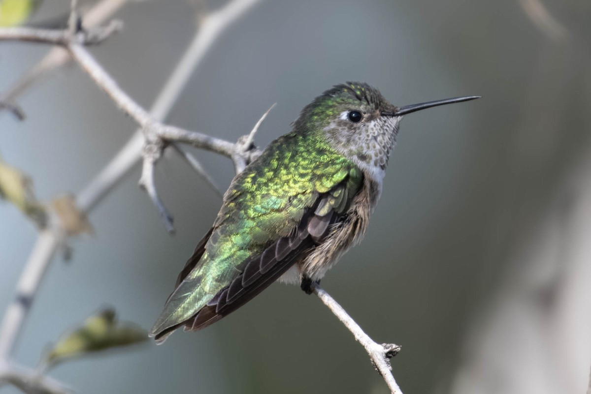 Broad-tailed Hummingbird - ML310107311