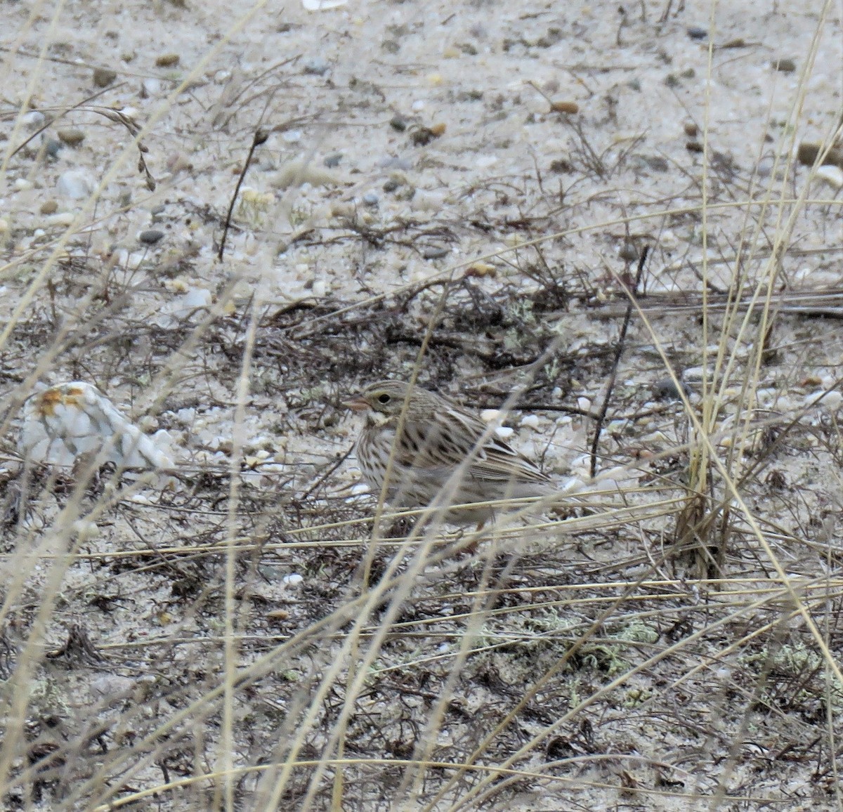 Savannah Sparrow (Ipswich) - ML310108591