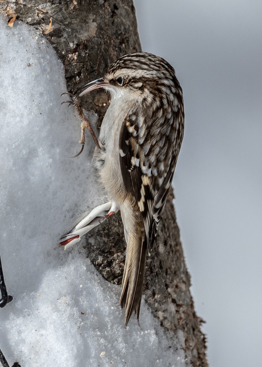 Brown Creeper - ML310109781