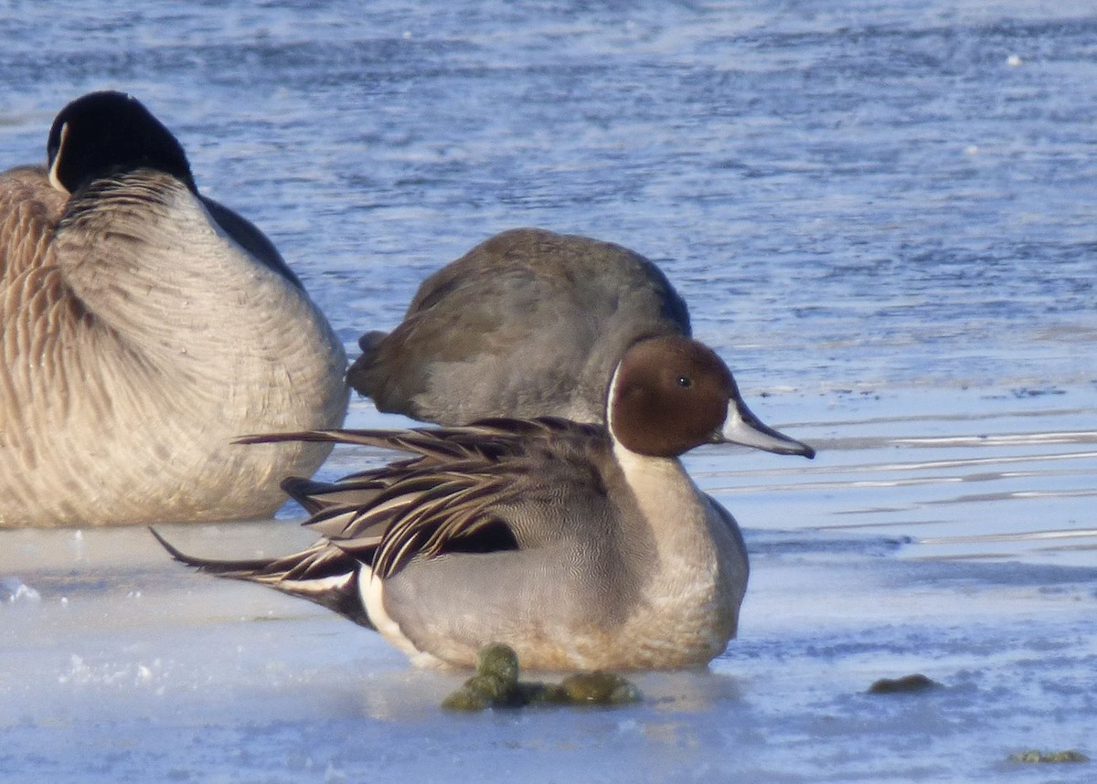 Northern Pintail - ML310110101