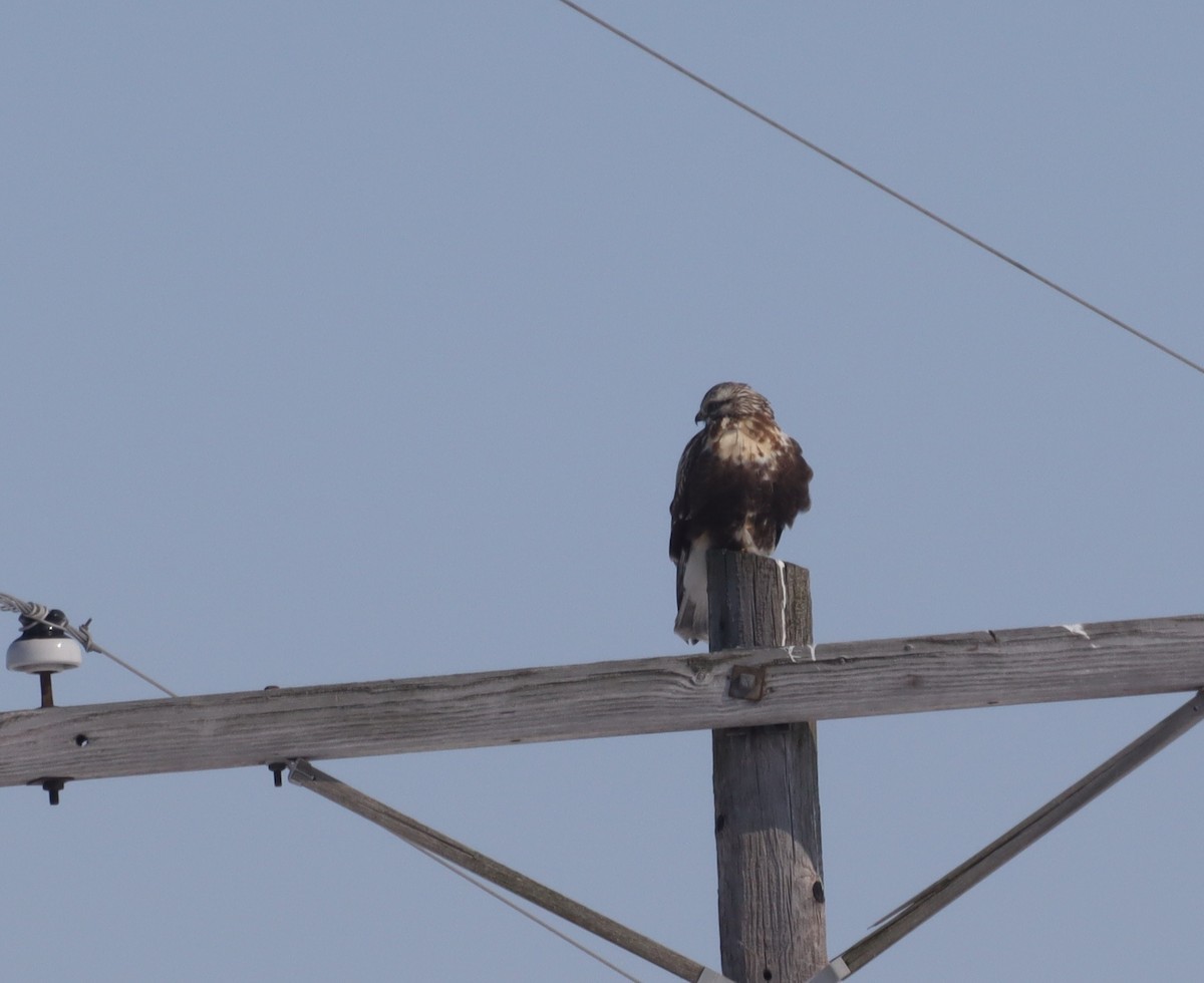 Rough-legged Hawk - Tom Stayancho