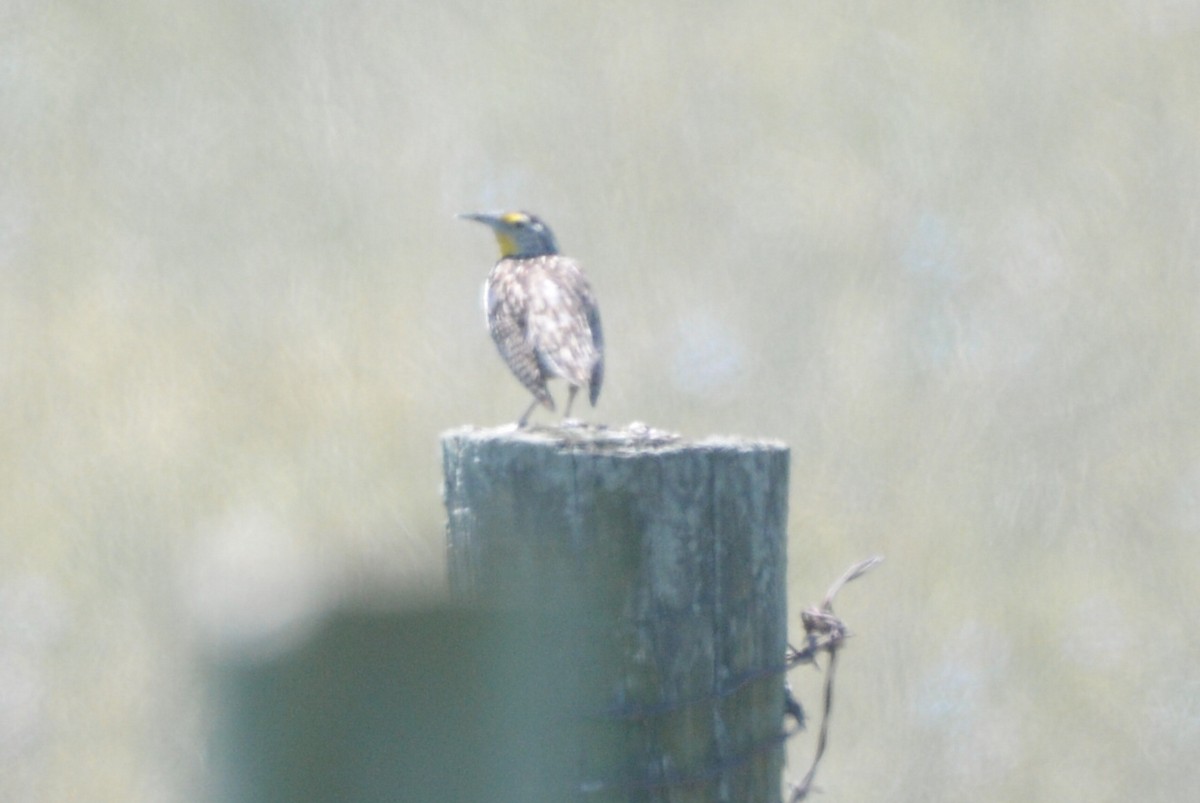 Western Meadowlark - ML31011171