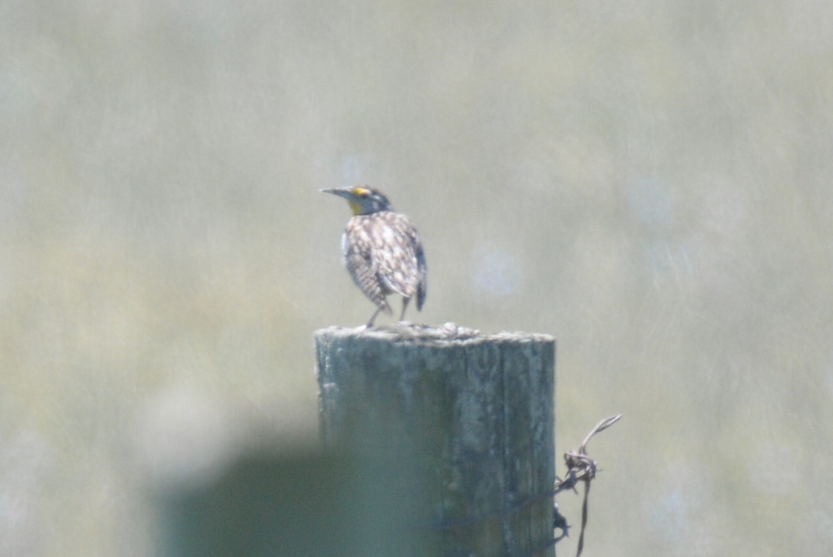 Western Meadowlark - ML31011181