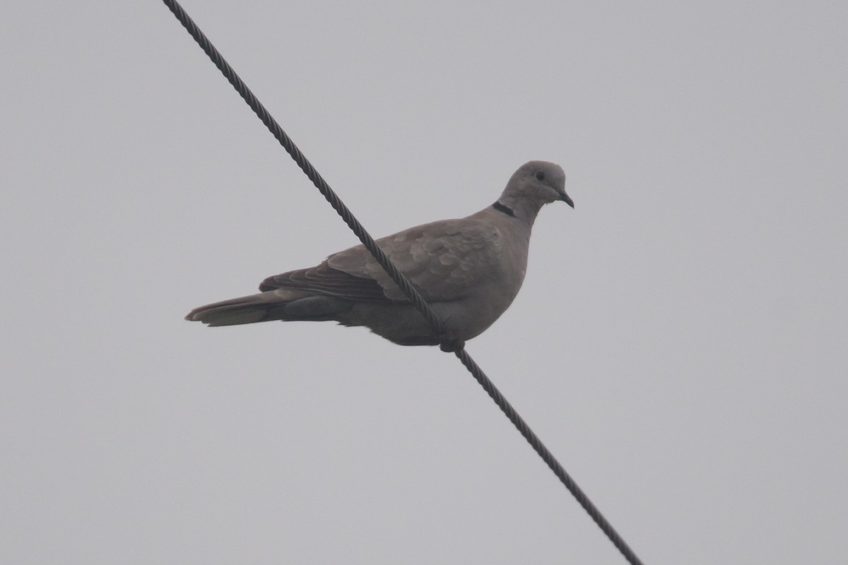 Eurasian Collared-Dove - ML31011211