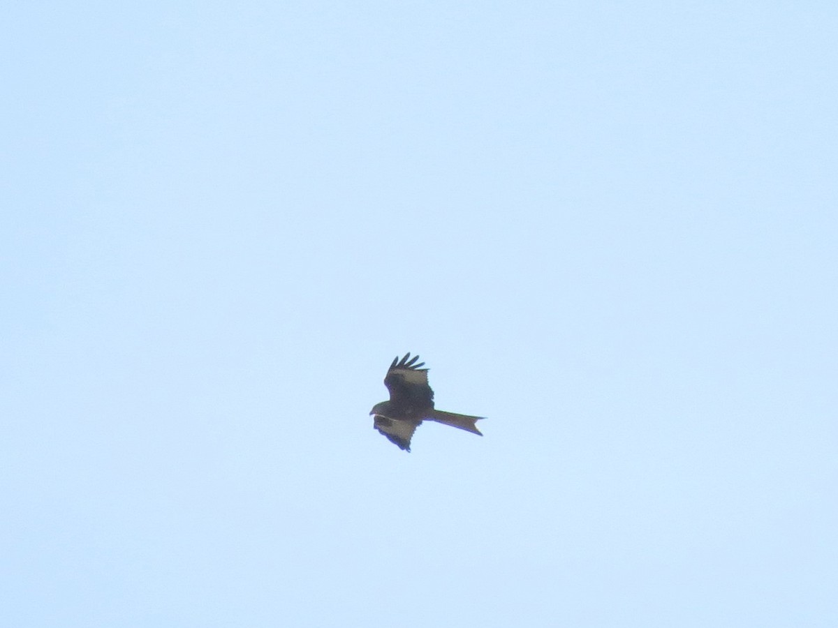 Red Kite - ML310112311