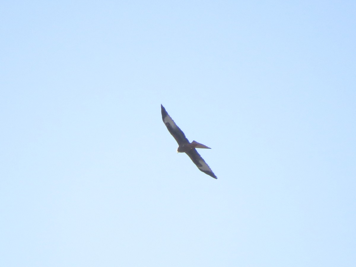 Red Kite - ML310112371