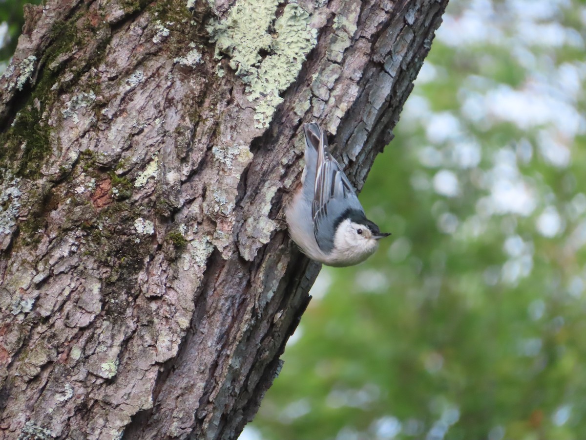 White-breasted Nuthatch - ML310114741