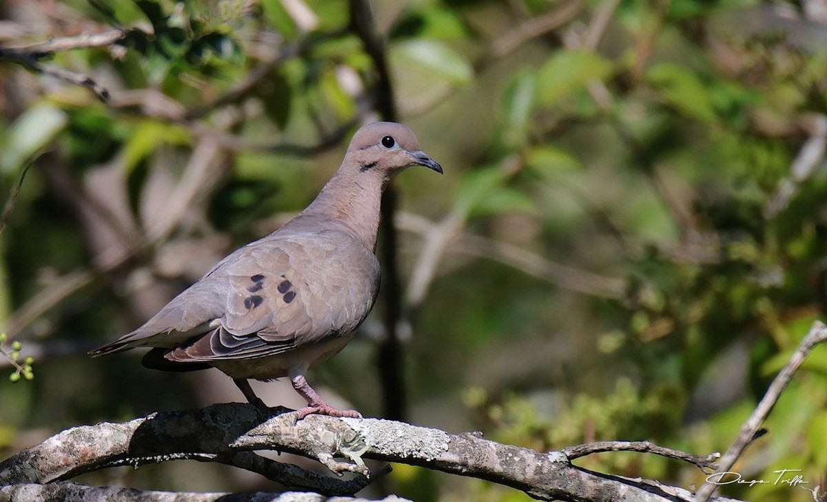 Eared Dove - ML310115601