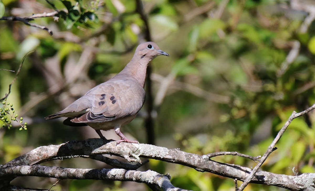 Eared Dove - ML310115611