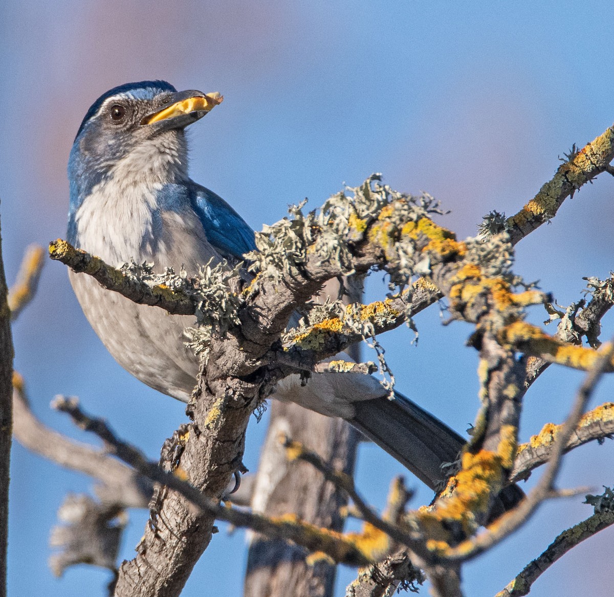 California Scrub-Jay - ML310119991