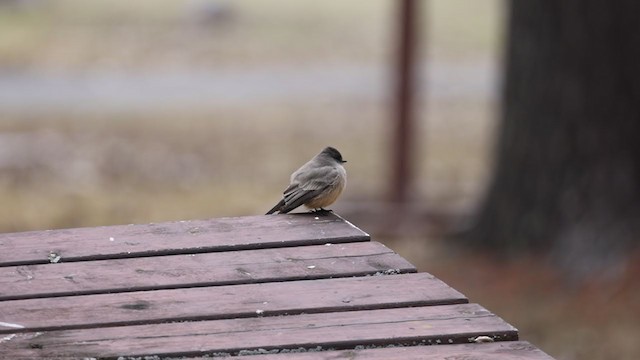 Say's Phoebe - ML310121421