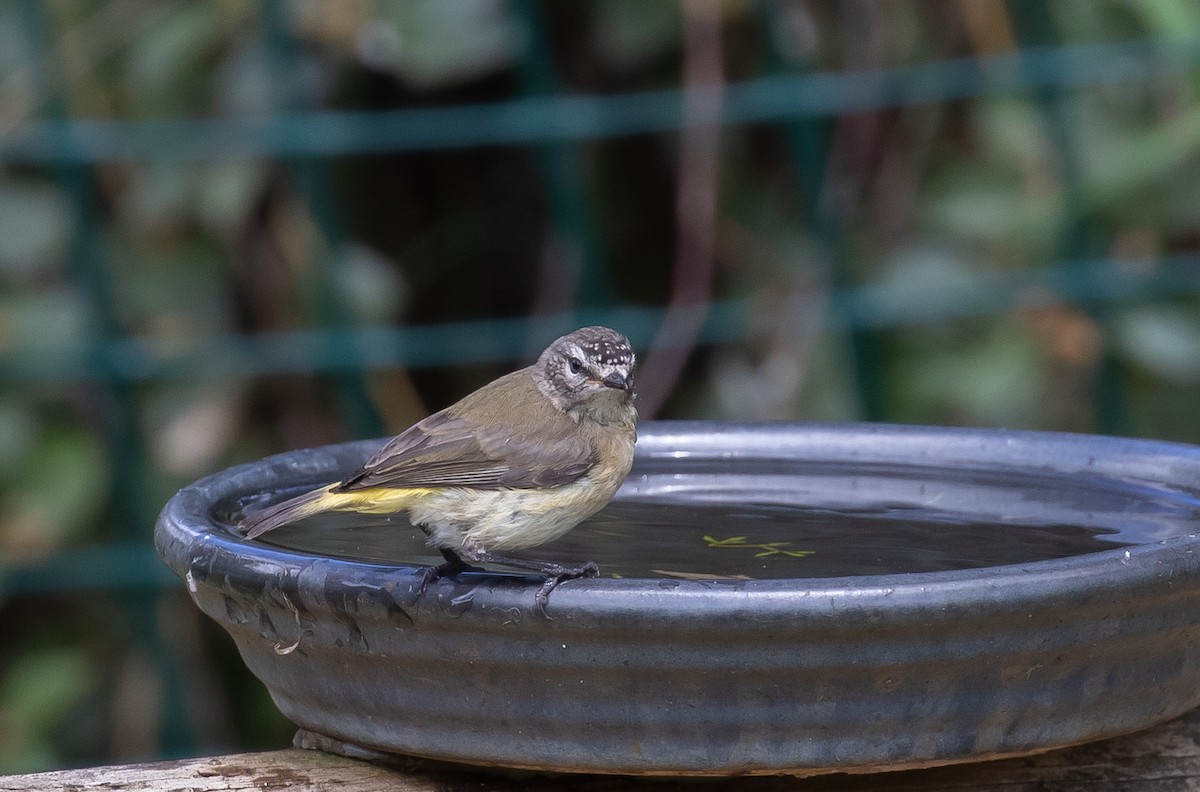 Yellow-rumped Thornbill - ML310121651