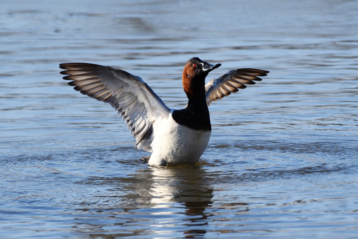 Canvasback - Michael Myers