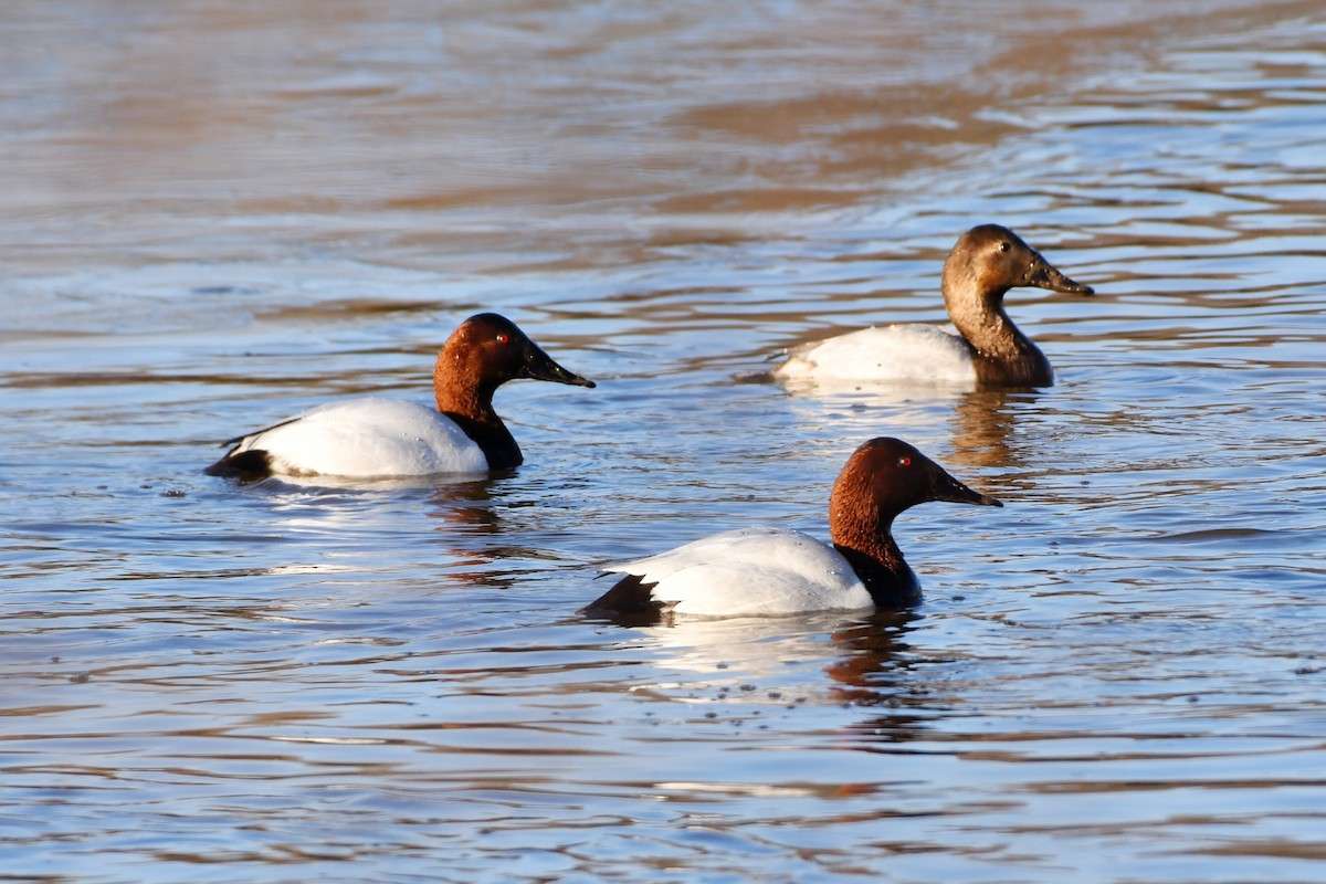 Canvasback - Michael Myers
