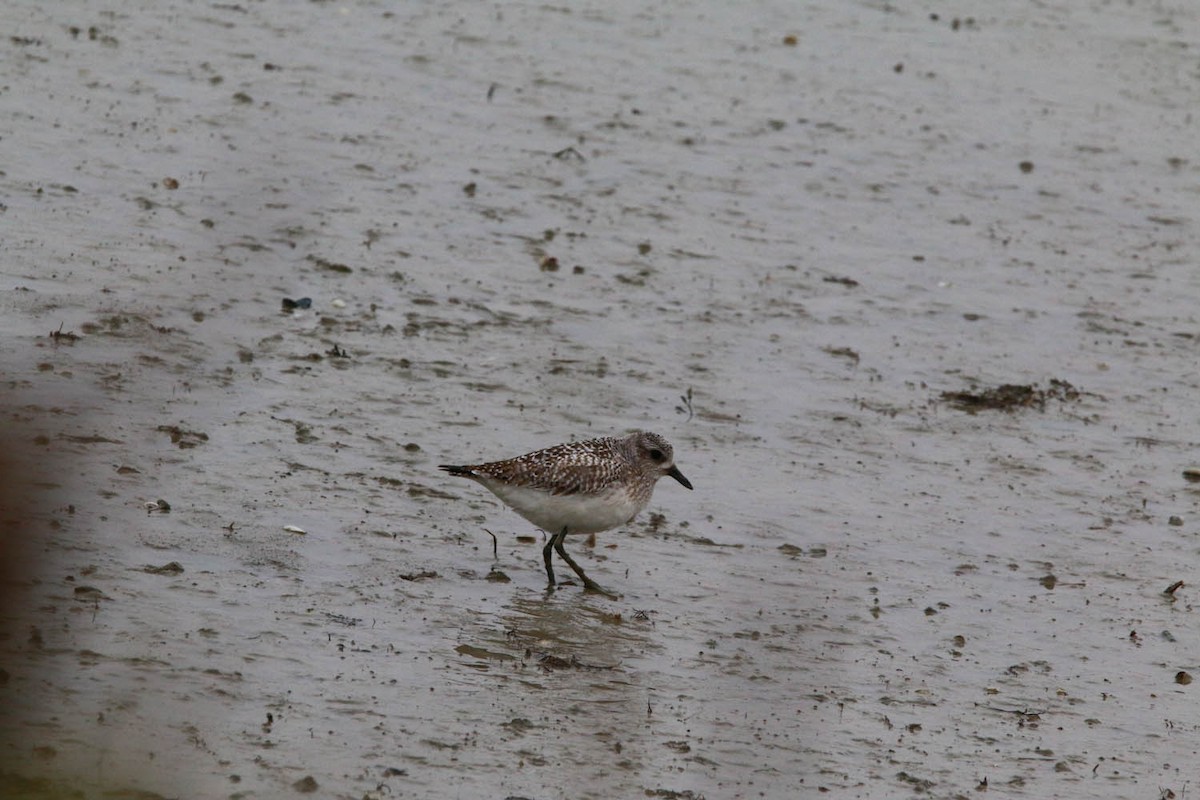 Black-bellied Plover - Bastiaan Notebaert